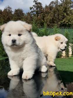 SATILIK MÜKEMMEL CHOW CHOW YAVRULARIMIZ 5