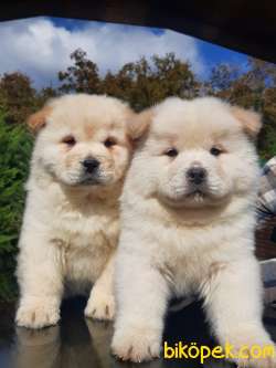 SATILIK MÜKEMMEL CHOW CHOW YAVRULARIMIZ 1