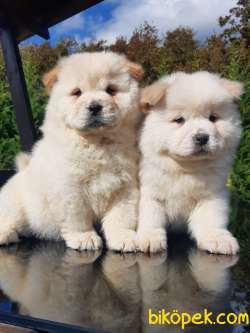 SATILIK MÜKEMMEL CHOW CHOW YAVRULARIMIZ 3