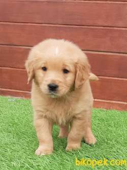 SATILIK MUKEMMEL GOLDEN RETRIEVER YAVRULARI 2