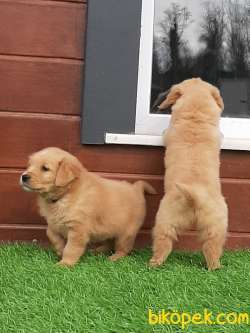 SATILIK MUKEMMEL GOLDEN RETRIEVER YAVRULARI 5