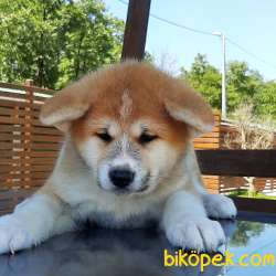 SATILIK MUKEMMEL Japon Akita İnu Yavrularimiz ( Hachiko ) 4