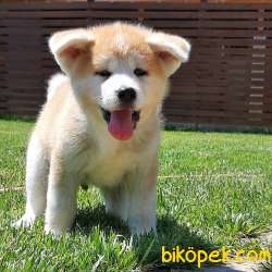 SATILIK MUKEMMEL Japon Akita İnu Yavrularimiz ( Hachiko ) 1