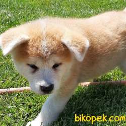 SATILIK MUKEMMEL Japon Akita İnu Yavrularimiz ( Hachiko ) 3