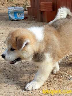 Satılık Mukemmel JAPON AKITA YAVRULARI (HAÇİKO) 3