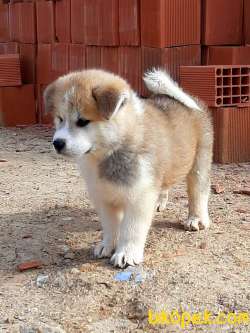 Satılık Mukemmel JAPON AKITA YAVRULARI (HAÇİKO) 5