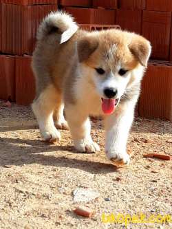 Satılık Mukemmel JAPON AKITA YAVRULARI (HAÇİKO) 4