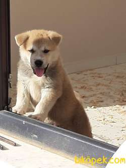 Satılık Mukemmel JAPON AKITA YAVRULARI (HAÇİKO) 1