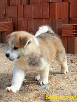 Satılık Mukemmel JAPON AKITA YAVRULARI (HAÇİKO) 2