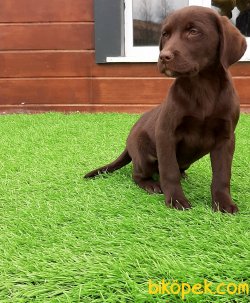 Satılık Orjinal Labrador Retriever Yavruları 5