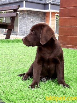 Satılık Orjinal Labrador Retriever Yavruları 1