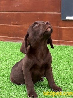 Satılık Orjinal Labrador Retriever Yavruları 3
