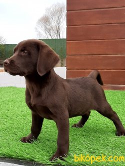 Satılık Orjinal Labrador Retriever Yavruları 4