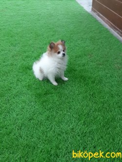 Satılık Orjinal Pomeranian Yavruları 3