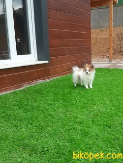 Satılık Orjinal Pomeranian Yavruları 5