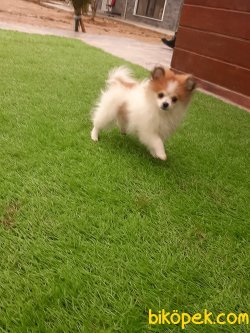 Satılık Orjinal Pomeranian Yavruları 4