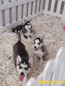 Satılık Orjinal Sibirya Kurdu Husky 5