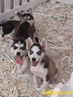 Satılık Orjinal Sibirya Kurdu Husky 3
