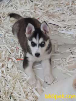 Satılık Orjinal Sibirya Kurdu Husky 1
