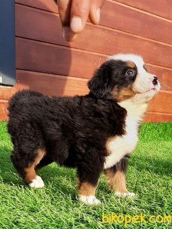 Satilik Özel  Bernese Mountain Dog Yavruları 3