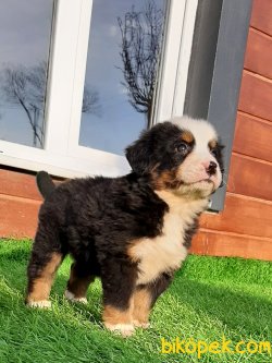 Satilik Özel  Bernese Mountain Dog Yavruları 4