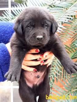 Satilik Özel Labrador Retriever Yavrulari 5
