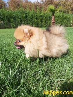 Satılık Özel Pomeranian Boo Yavruları 2