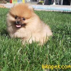Satılık Özel Pomeranian Boo Yavruları 3