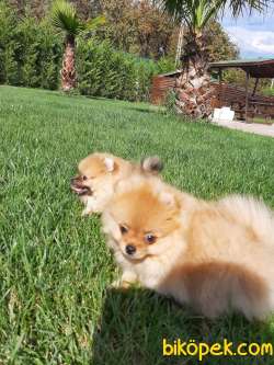 Satılık Özel Pomeranian Boo Yavruları 4
