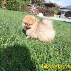 Satılık Özel Pomeranian Boo Yavruları 1