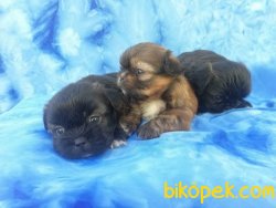 Satılık Pekingese Yavruları 4
