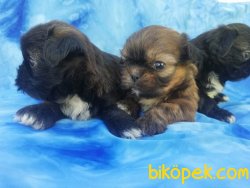 Satılık Pekingese Yavruları 2
