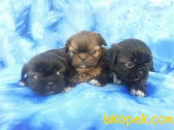 Satılık Pekingese Yavruları 1