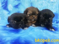 Satılık Pekingese Yavruları 3