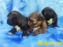 Satılık Pekingese Yavruları 5
