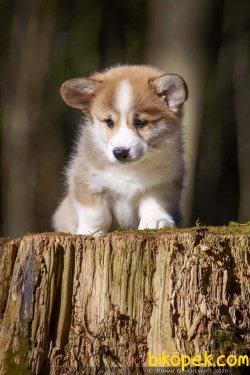 Satilik  Pembroke Welsh Corgi Yavruları 2