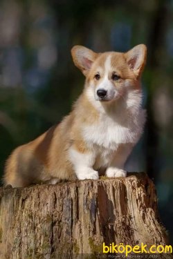 Satilik  Pembroke Welsh Corgi Yavruları 1