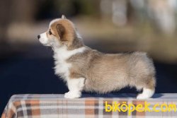 Satilik  Pembroke Welsh Corgi Yavruları 3