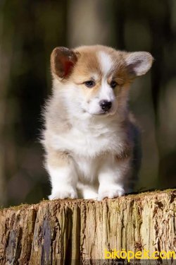 Satilik  Pembroke Welsh Corgi Yavruları 5