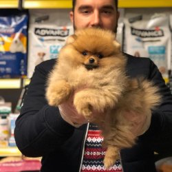 Satılık Pomerani̇an Yavruları 3
