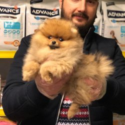 Satılık Pomerani̇an Yavruları 1