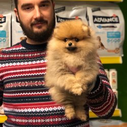 Satılık Pomerani̇an Yavruları 2