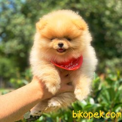 Satılık Pomeranian Boo Teddy Bear Yavrular 4
