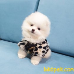Satılık Pomeranian Boo Teddy Bear Yavrular 2