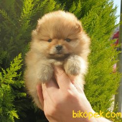 Satılık Pomeranian Boo Teddy Bear Yavrular 1