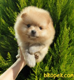 Satılık Pomeranian Boo Teddy Bear Yavrular 5
