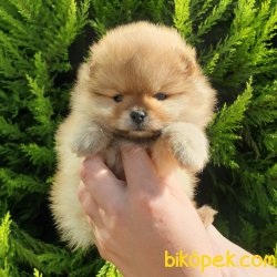 Satılık Pomeranian Boo Teddy Bear Yavrular 3