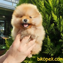Satılık Pomeranian Boo Teddy Bear Yavrular 4