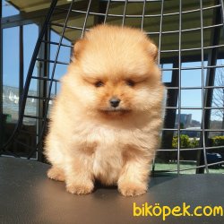 Satılık Pomeranian Boo Teddy Bear Yavrular 1