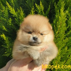 Satılık Pomeranian Boo Teddy Bear Yavrular 3